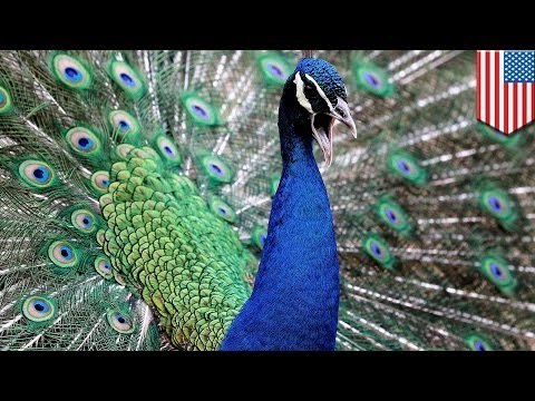 50 pavos reales asesinados en un vecindario en California, la policía esta buscando al responsable