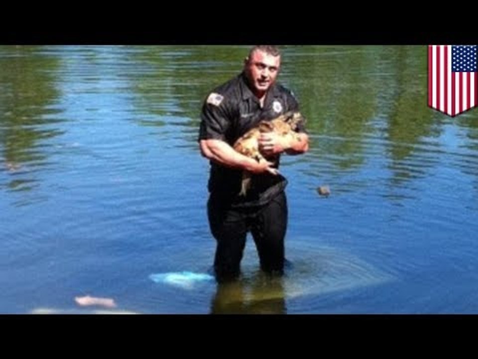 Oficial de policía rescata perro atrapado en un auto que termino sumergido en un lago