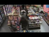 Video de seguridad muestra el momento exacto que Elliot Rodger abre fuego contra una tienda