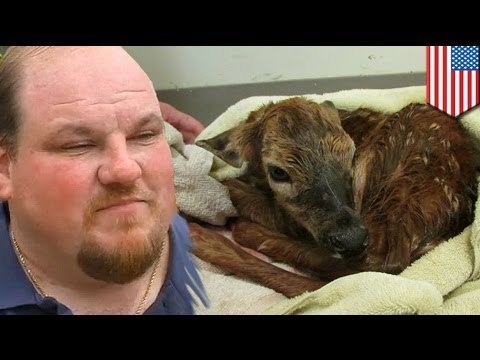 Jardinero utiliza su navaja para llevar a cabo una cesárea en un venado atropellado