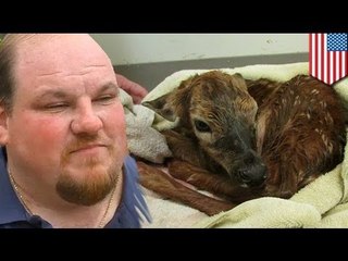 Jardinero utiliza su navaja para llevar a cabo una cesárea en un venado atropellado