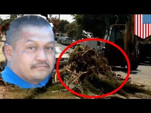 Desafortunado hombre muere aplastado por una palmera en Los Angeles