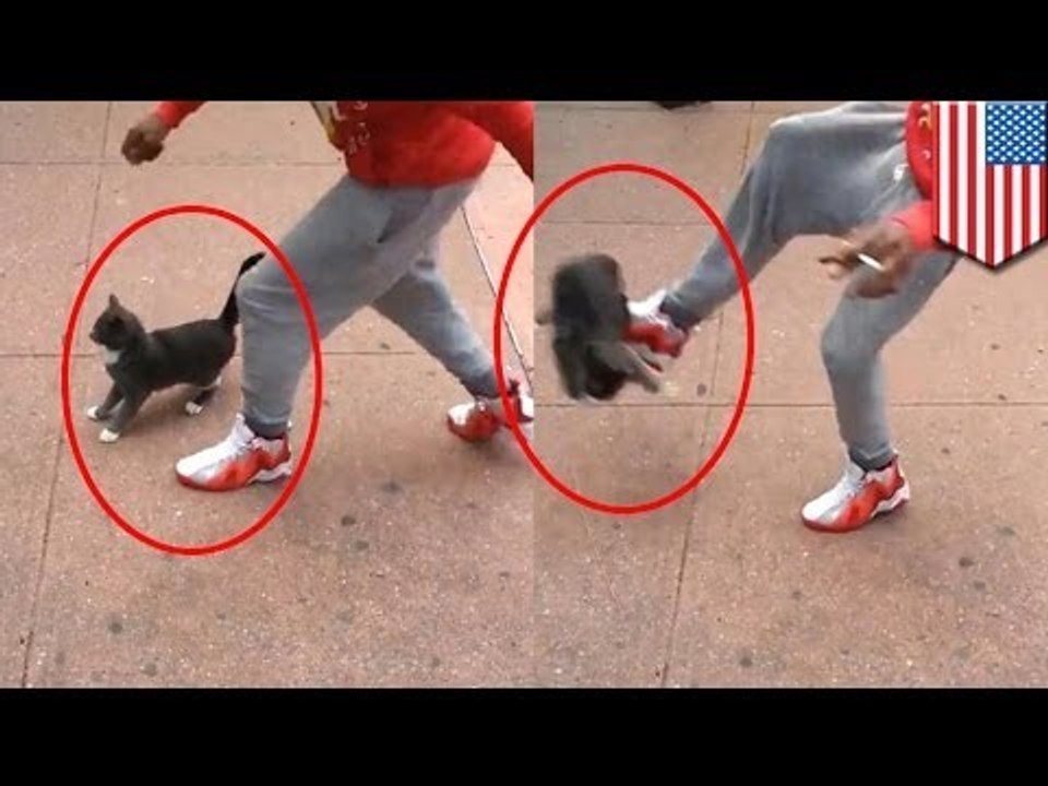 Hombre golpea a un gato, lo graba, lo publica y termina arrestado. Justicia divina