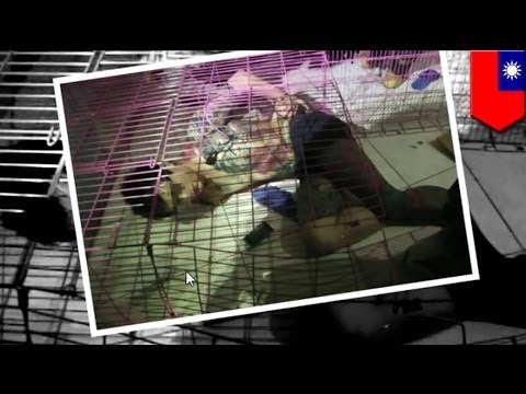 Taiwán. Hombre se encierra en jaula para perros