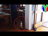 VIDEO: South African penguin, pinaalis ng mga waiter mula sa isang restaurant!