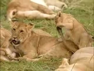 Le gardien des lions