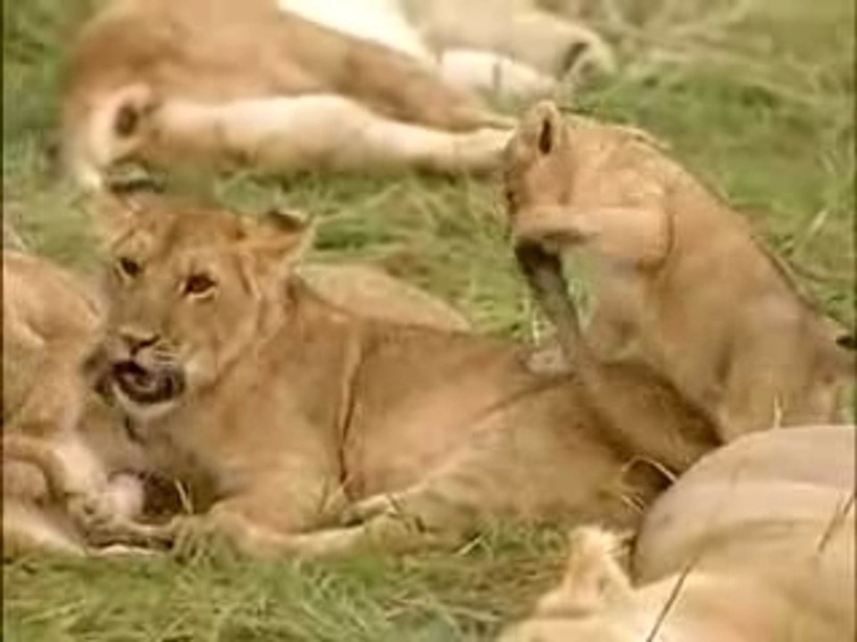 Le gardien des lions