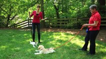 Socializing a Puppy 1: Meeting Other Pups | Teacher's Pet With Victoria Stilwell