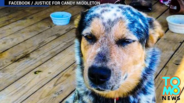 مقتل كلب على يد الشرطي دولي