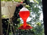 Ruby-Throated hummingbird Duels