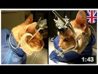 CRUAUTÉ ANIMALE: En Angleterre 1034 chatons ont péri à la suite d'expériences scientifiques