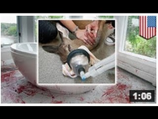Bambi se prend la fenêtre d'une salle de bains et laisse l'endroit ensanglanté