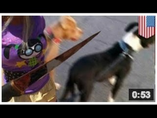 Une femme tue deux pitbulls avec son couteau et une technique de scouts toujours