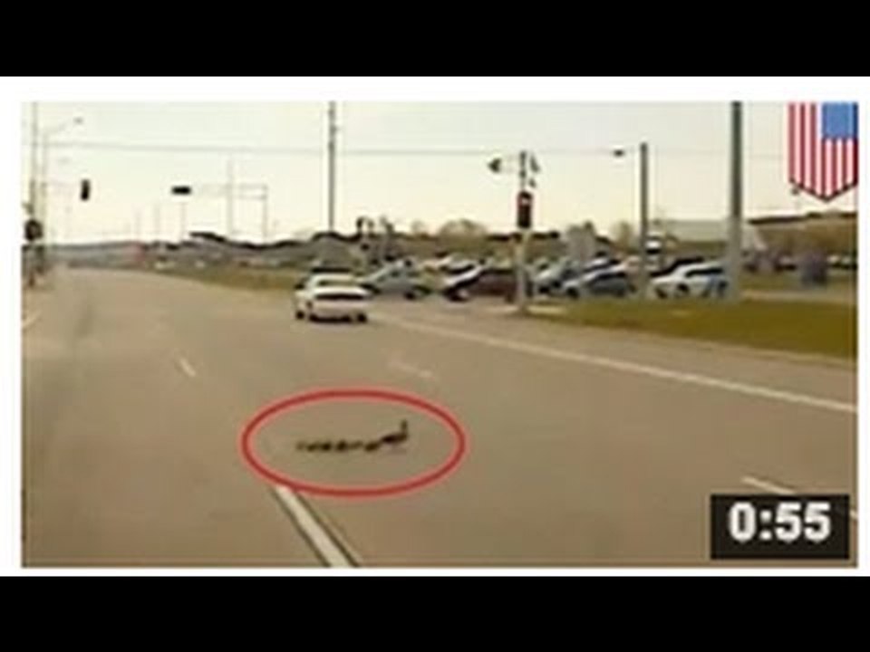 Un flic interrompt la circulation pour laisser passer une cane et ses canetons