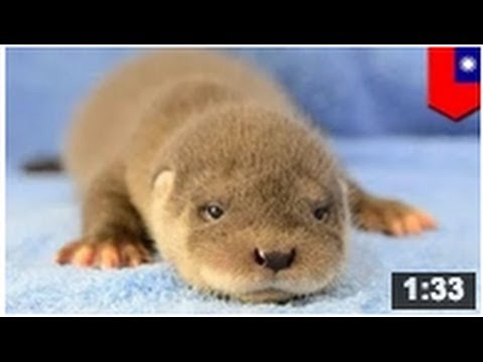 Deux loutres eurasiennes ont été sauvées et sont maintenant dans un Zoo.