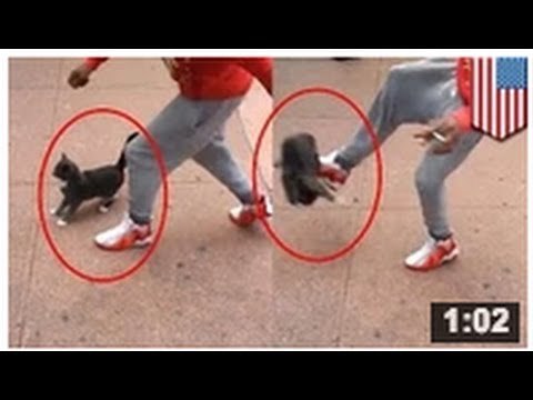 VIDEO: Un type martyrise un chat, se fait filmer, rit et arrêter pour cruauté envers les animaux