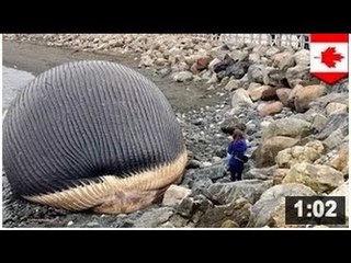 Commandant Cousteau: Une baleine bleue morte engravée est prête à exploser. Mais quand?