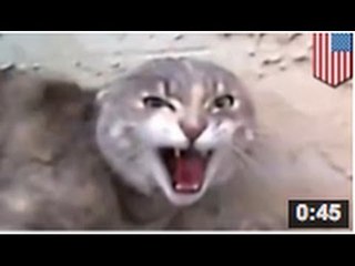VIDEO: bagarre de chats filmée depuis une camera de col.