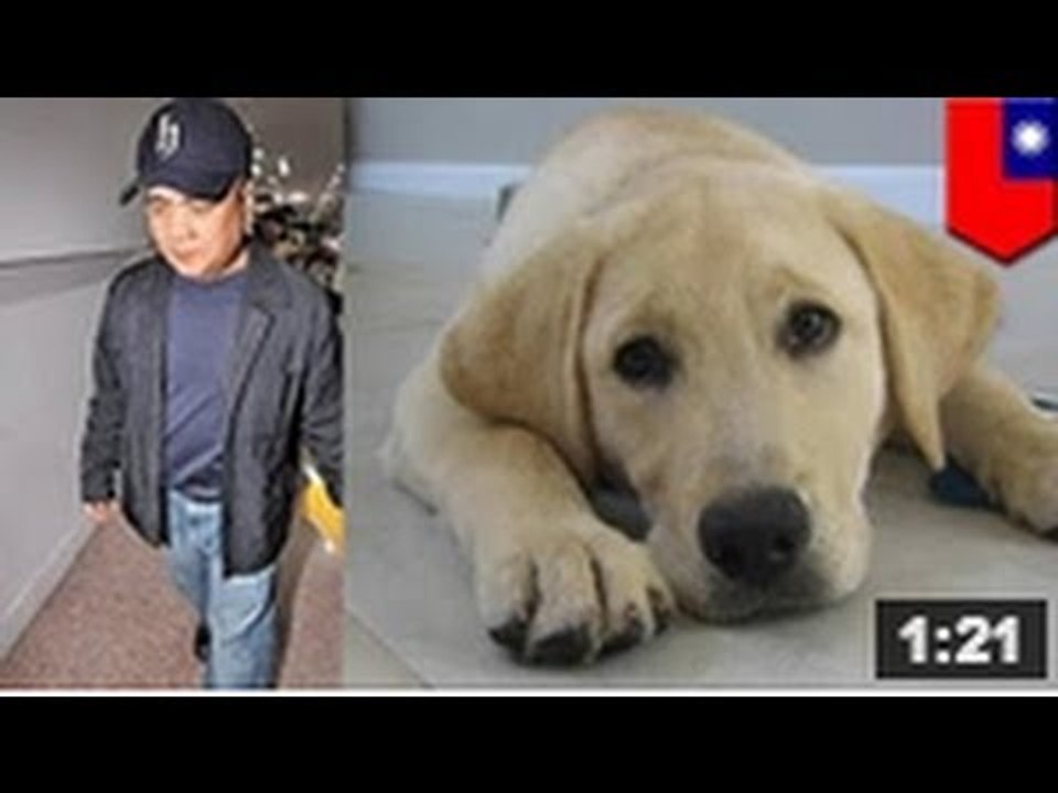 Un Labrador guide de neuf mois a perdu son oeil gauche après avoir été attaqué par un homme.