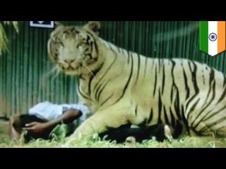 VIDEO: Rare white tiger, pinatay ang isang lalaki sa New Delhi Zoo!