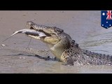 Giant crocodile, inatake ang isang bull shark sa harap ng cruise ship sa Australia!