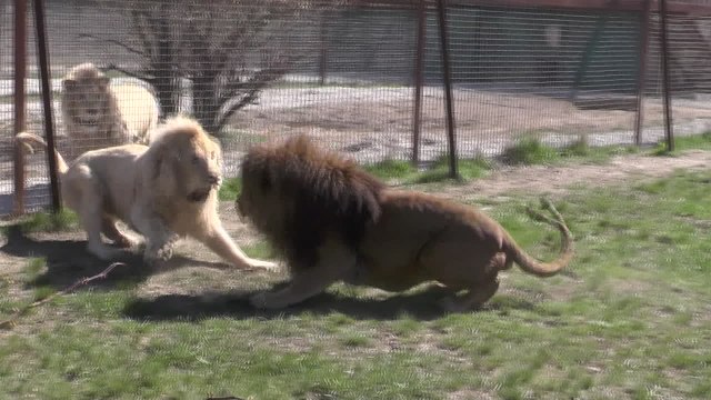 Encarnizada lucha a muerte entre los leones de un zoo ruso