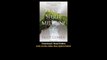 Download Plant Spirit Medicine A Journey into the Healing Wisdom of Plants By E