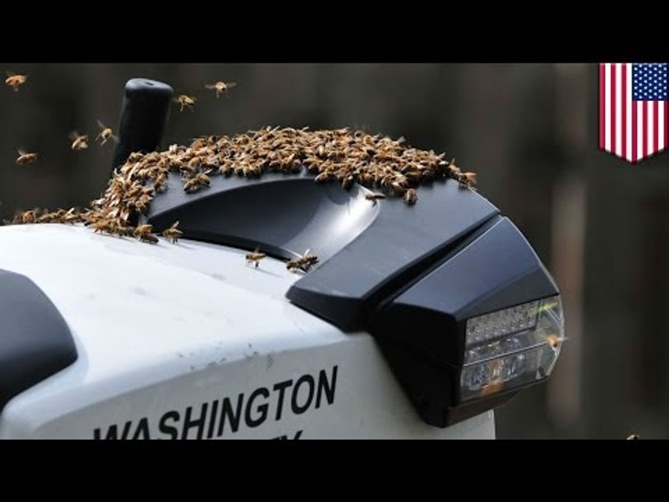 Caught on tape: Bees swarm police motorcycle in Oregon