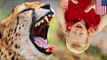 Bad parents cause zoo accident: Crazy mom dangles toddler over cheetah pit, accidentally drops him