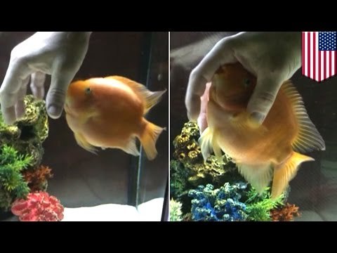 How to massage your fish, as shown by this man massaging his pet blood parrot cichlid