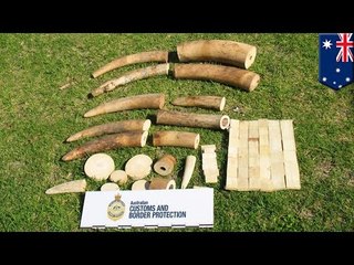Ivory from Malawi seized by Australia Customs and Border Protection Service