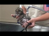 Clouded leopard kitten: baby clouded leopard born at Lowry Park Zoo in Tampa, Florida