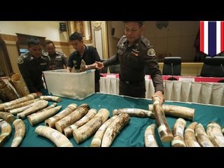 Ivory smugglers arrested in Thailand as police combat the ivory trade