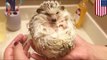 Cute animals: Baby hedgehog with Stockholm Syndrome submits to bath time