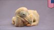 Bird Dog! Watch this cute two-day old Dalmatian pelican chick bark like a dog