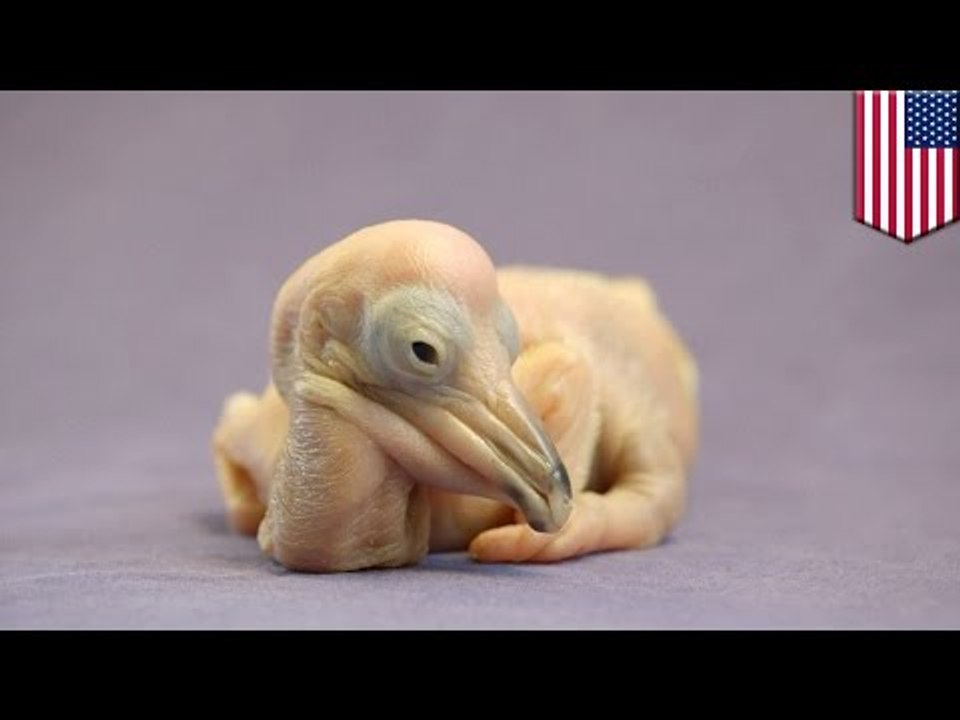 Bird Dog! Watch this cute two-day old Dalmatian pelican chick bark like a dog