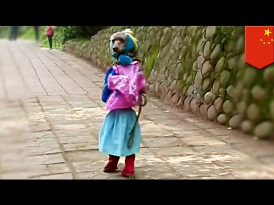 Dog walks on hind legs: trained poodle in China looks like schoolgirl