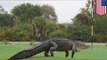 Florida gators: giant dinosaur-looking alligator strolled onto golf course, freaking out golfers