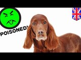 Crufts dog show poisoning mystery: pedigree Irish setter Jagger fed poisoned beef