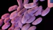 Superbug spreads: Antibiotic resistant bacteria infected 4 patients at UCLA Hospital
