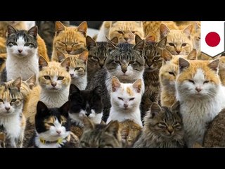 Cat Island: Feral cats overrun Japan's Aoshima Island, outnumbering humans 6-to-1