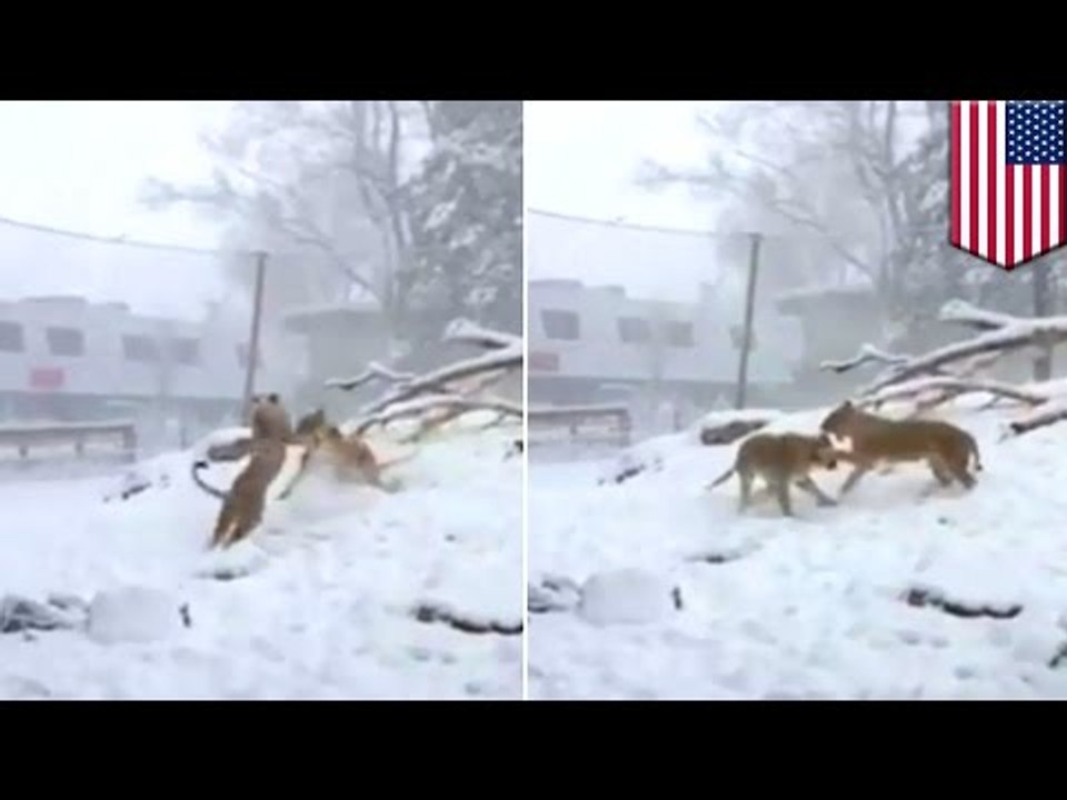 Lions play fight in the snow Salt Lake City, Utah's Hogle Zoo