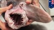 Goblin shark: Deep-sea 'living fossil' specimen donated to Australian Museum