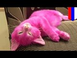 Hello Dead Pink Kitty: Russian moron dyes kitten pink for party, it dies