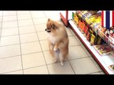 Dog walks upright for more than a minute as it roams Thai supermarket aisles
