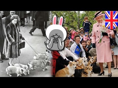 Cute Corgis: Are Queen Elizabeth’s favorite pet dogs in danger of extinction?