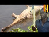 Giant crocodile attacks and eats pregnant wife, grieving husband gets bloody revenge