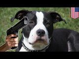Man shoots puppy: Texas man claims self-defense after killing 2-year-old pit bull in Texas dog park