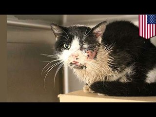 Real-life 'Pet Sematary': Zombie cat comes back to owner five days after being buried