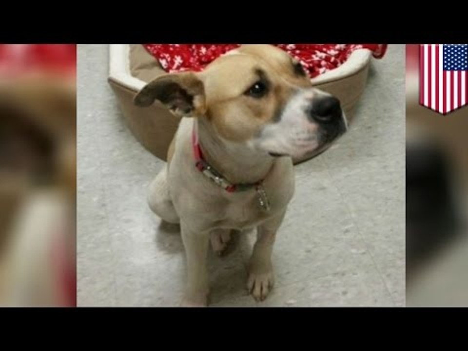 Dog chews off own paw after cruel owners leave her outside Walmart in freezing cold